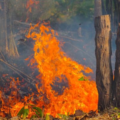 Making a firebreak with an axe to stop wildfire