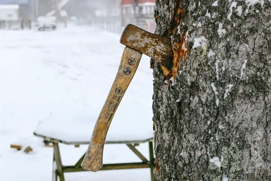 Pruning a tree with hand tools
