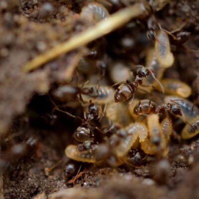 Termites in firewood