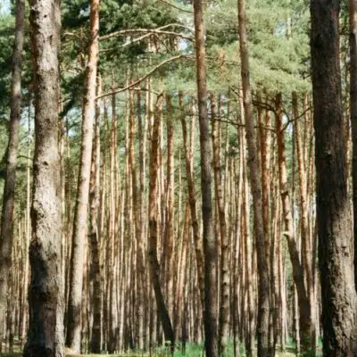 pine tree wood