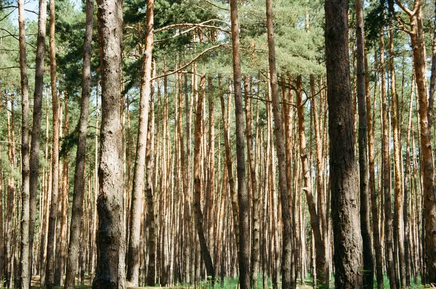 pine tree wood