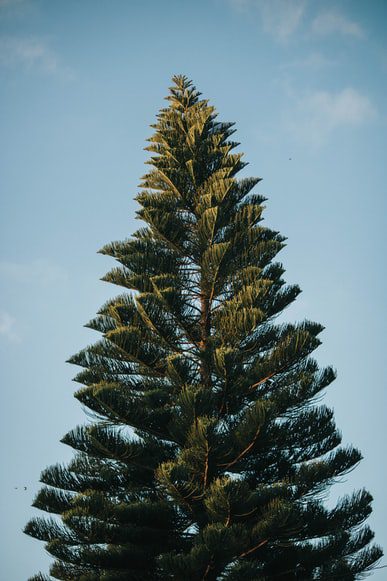 Is Pine Firewood Any Good for Burning? 3 single pine tree