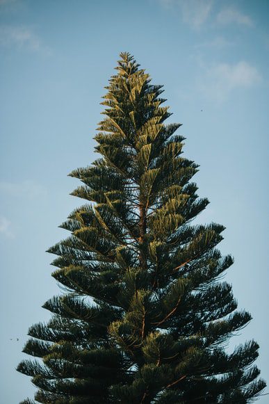 single pine tree