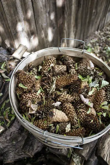 pine cones