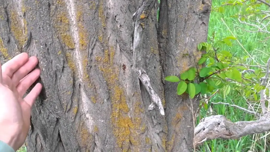 Identifying Black Locust Bark