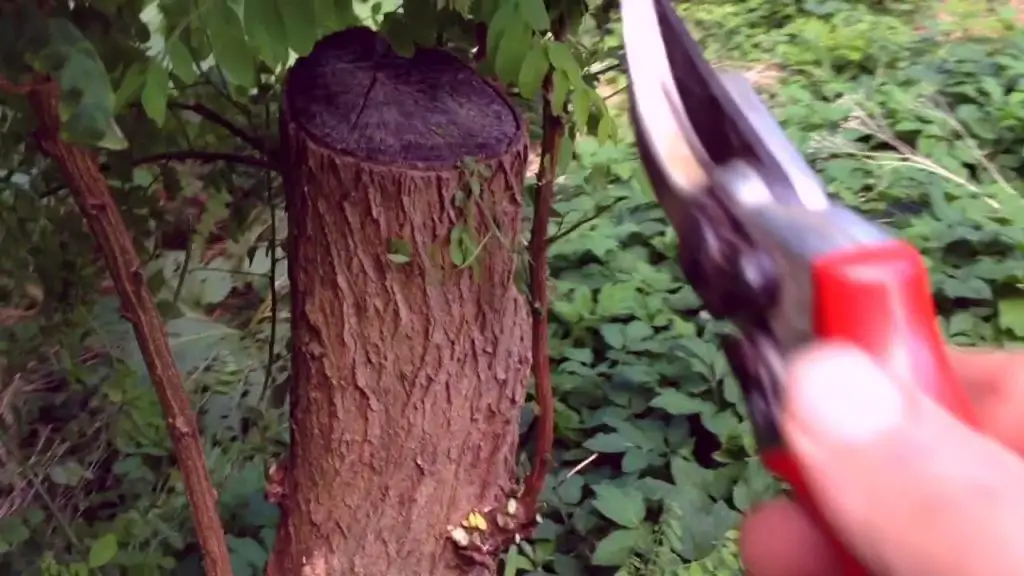 Is Black Locust Firewood Any Good?