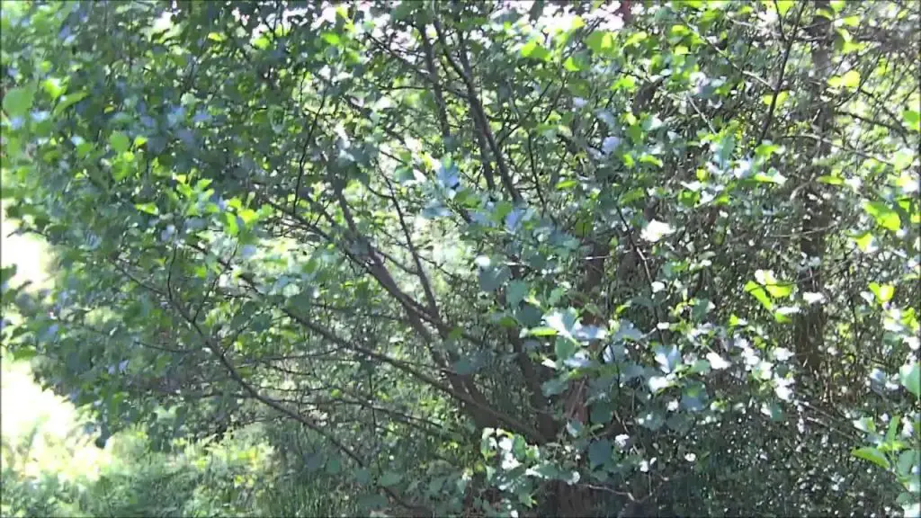 Alder Tree Identification