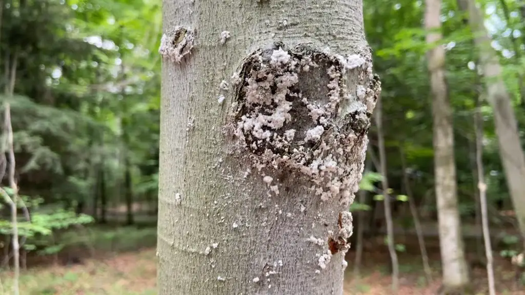 beech bark disease