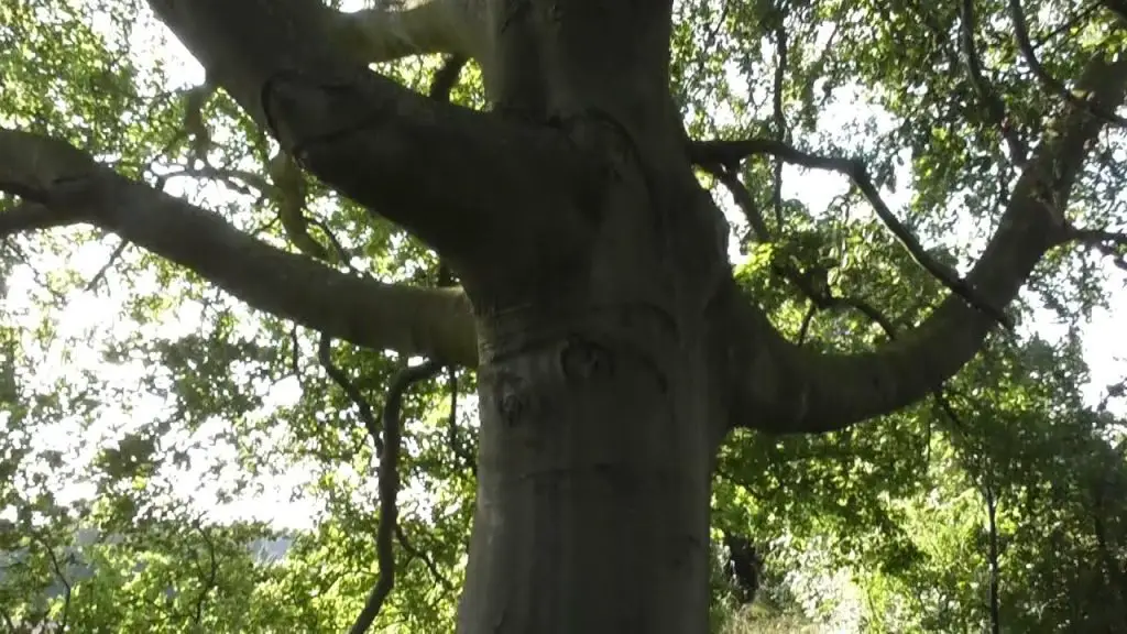Is Beech Firewood Any Good for Burning? 3 beech tree