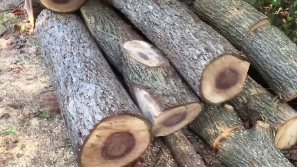 black walnut firewood