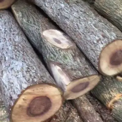 black walnut firewood