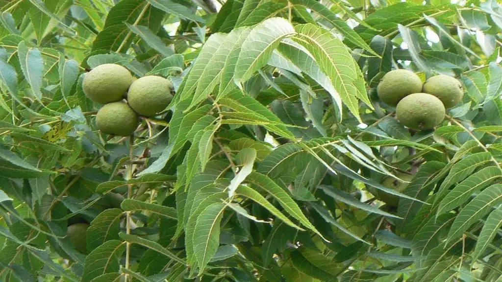 Walnuts on the Tree