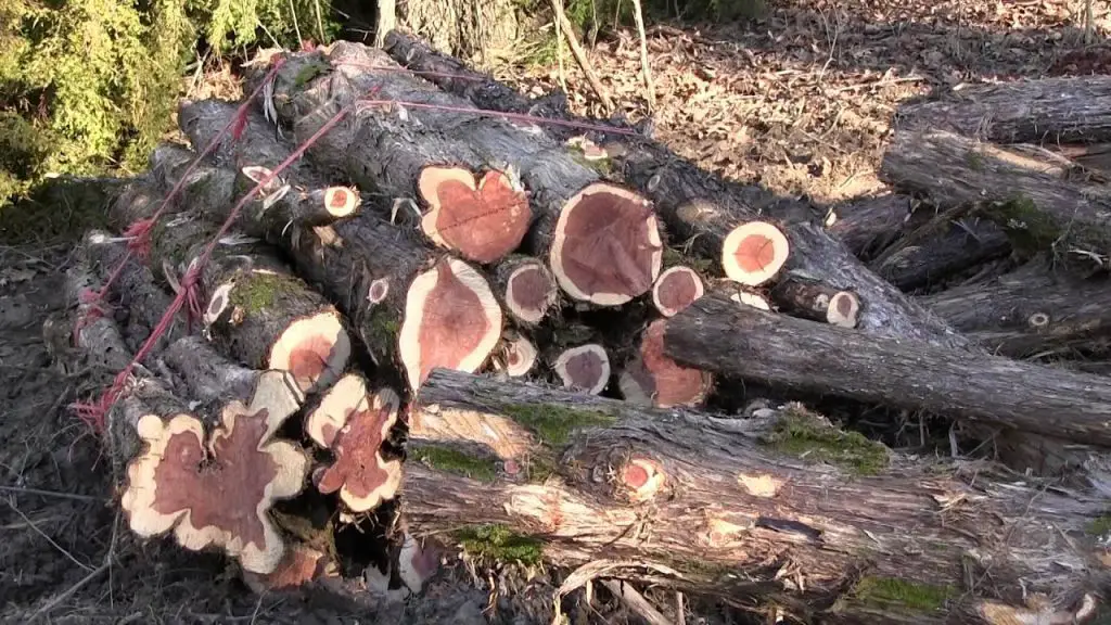 cedar firewood