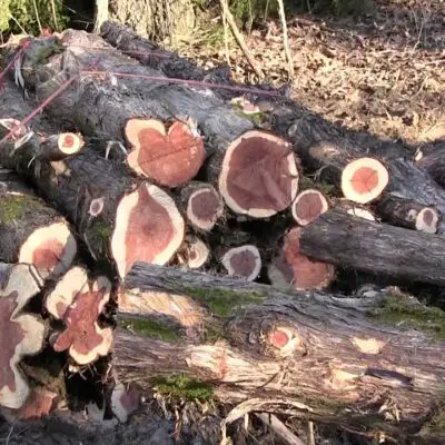 cedar firewood