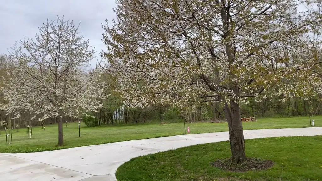 cherry trees in a park
