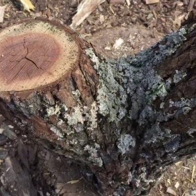 Is Elm Firewood any Good for Burning? 3 elm firewood