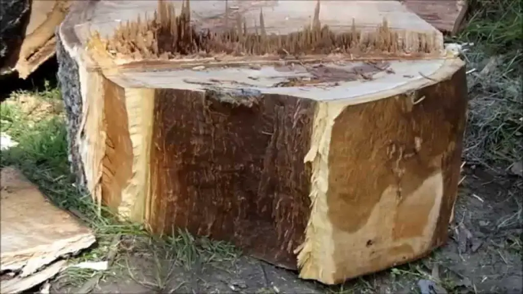 eucalyptus firewood