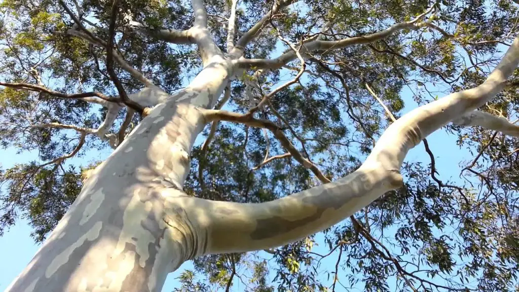 eucalyptus tree