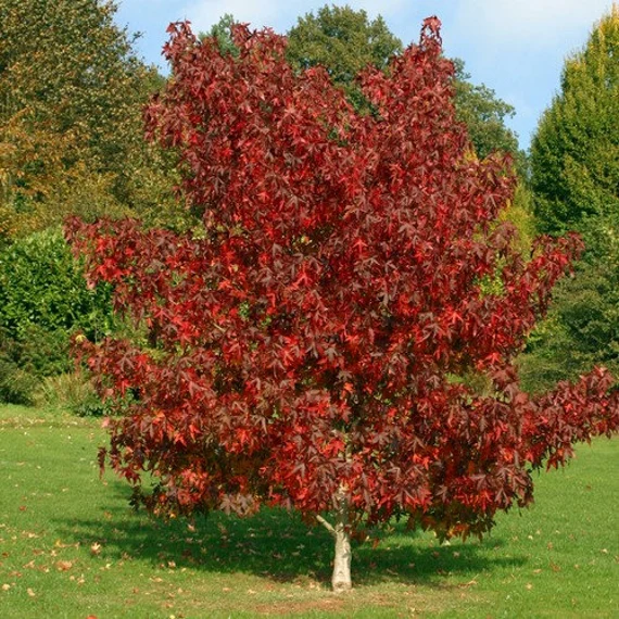 American Sweet gum tree