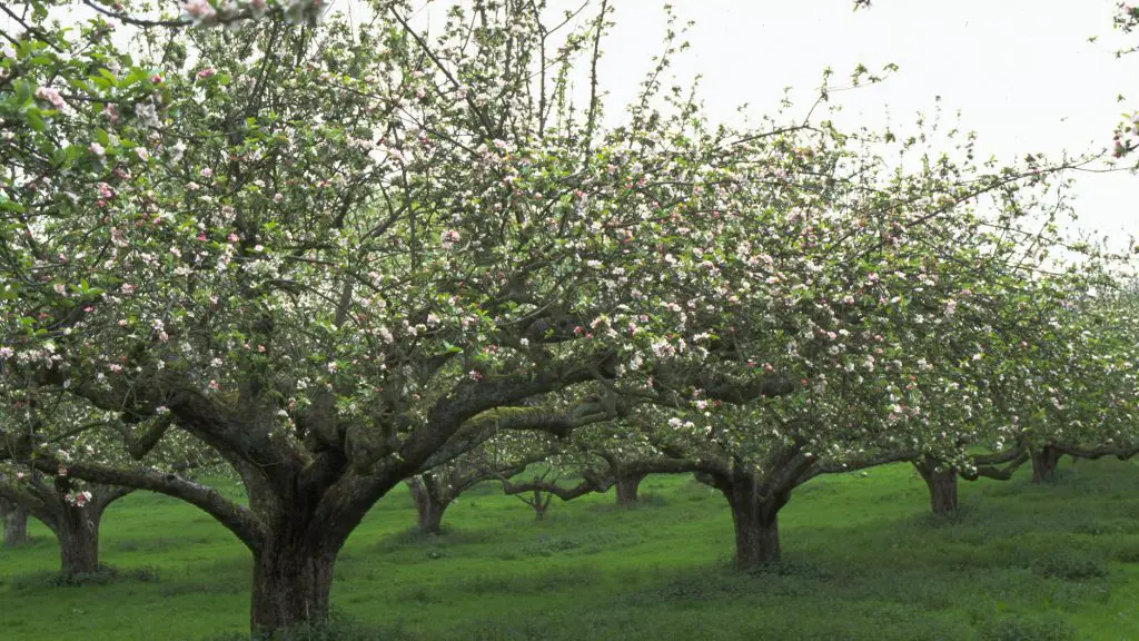 Is Apple Firewood Any Good for Burning? 3 Apple Trees