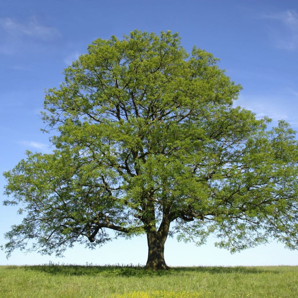 Ash tree