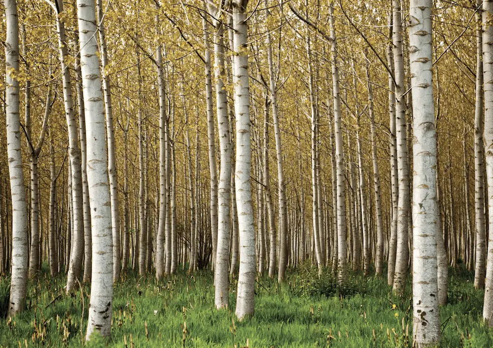 Birch Trees