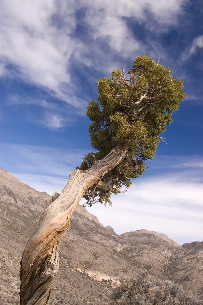 Is Juniper Firewood Any Good for Burning? 3 Juniper Tree, source: Wikipedia
