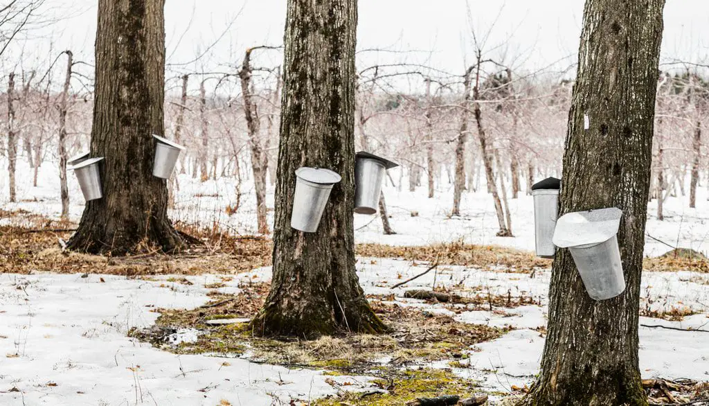 maple trees