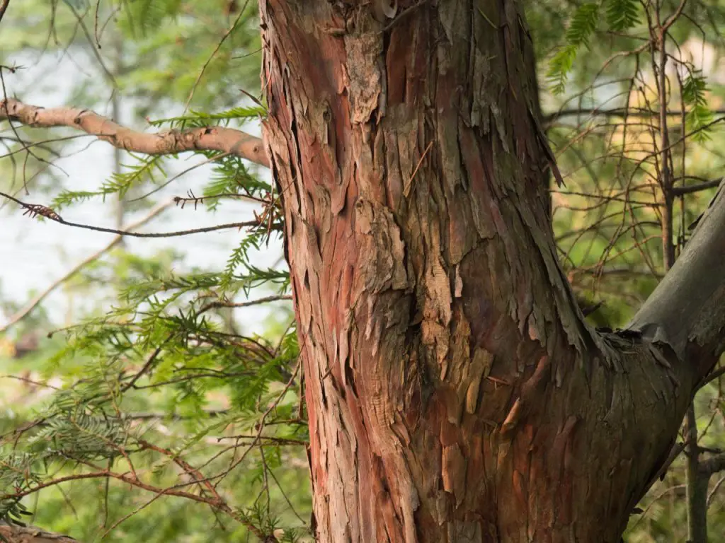 Pacific Yew Tree