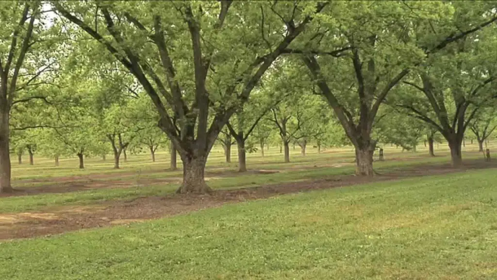 pecan trees