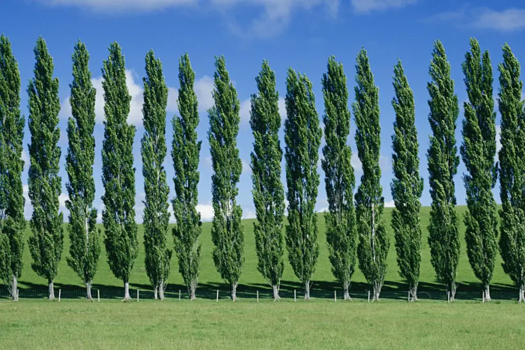 Poplar trees