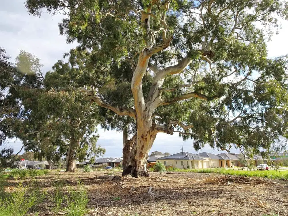 redgum tree