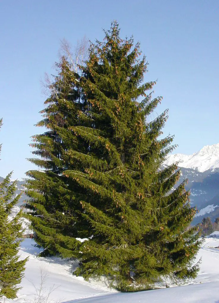 Spruce tree in the snow, source: Wikipedia