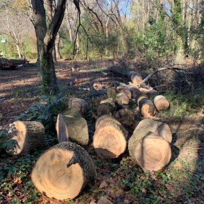 sweet gum firewood