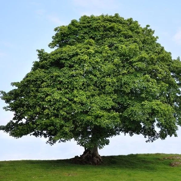 sycamore tree