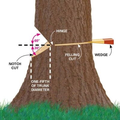 How to Notch a Tree with an Axe 13 tree felling schematic