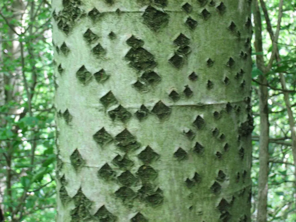 Unique diamond shaped markings on white poplar trees