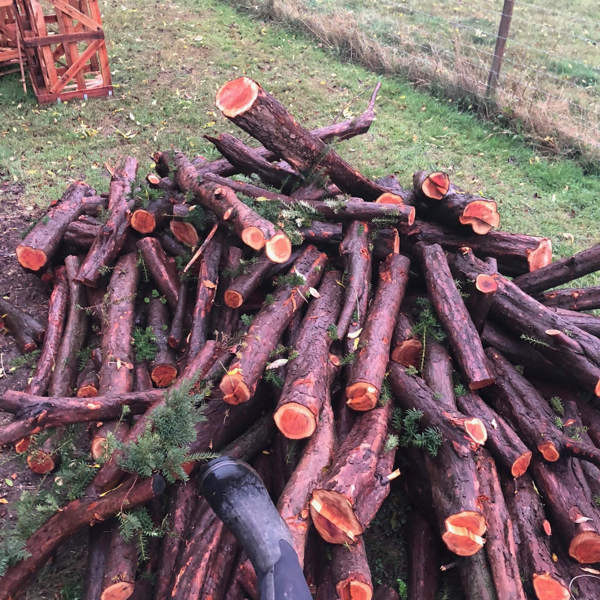 Yew Firewood