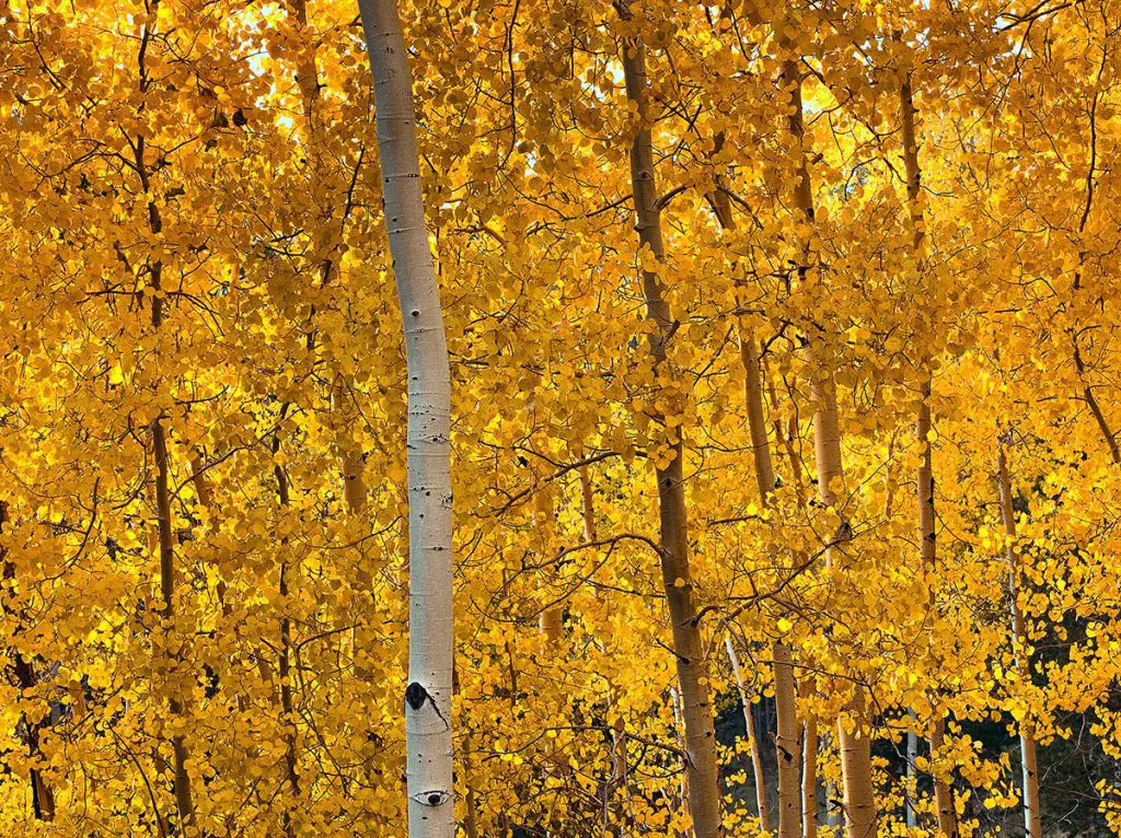 aspen tree