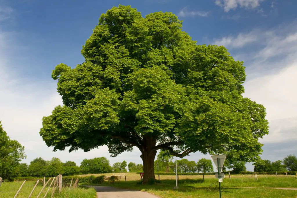 Chestnut Tree, source: lovetoknow.com