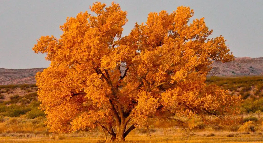 Cottonwood Tree