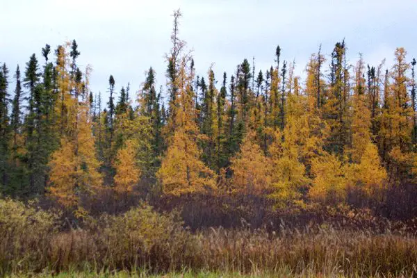 larch tree, tamarack