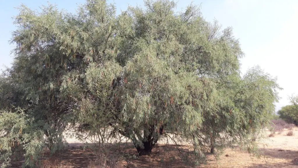 Is Mesquite Firewood Any Good for Burning? 3 mesquite tree