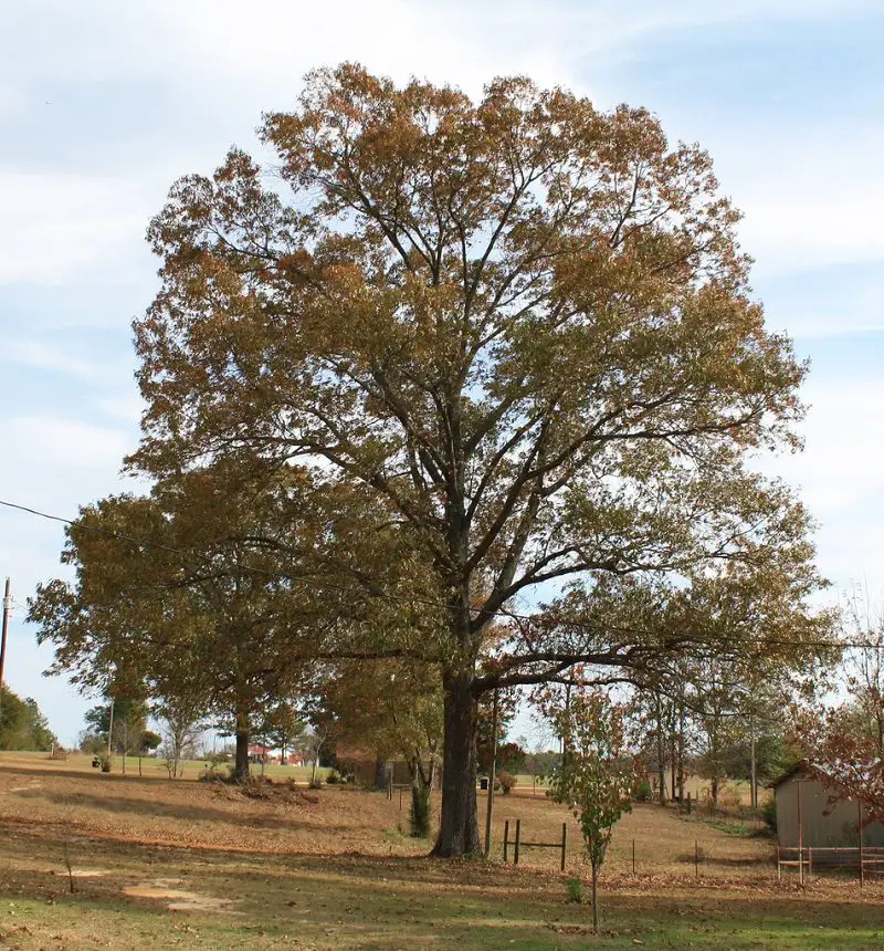 southern red oak tree