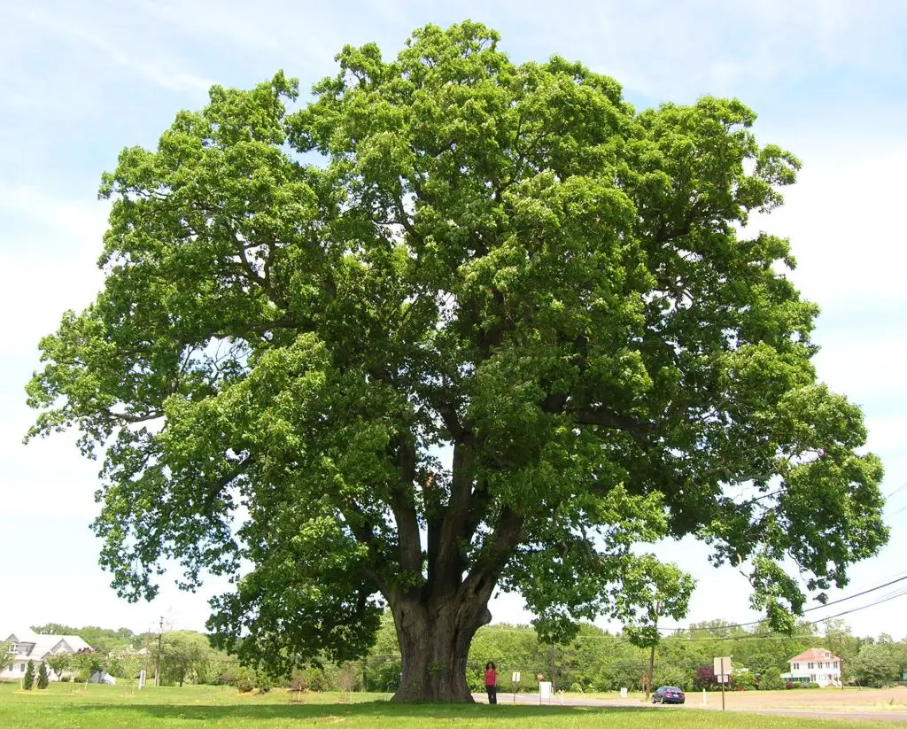 Is White Oak Firewood Any Good for Burning? 2 Is White Oak Firewood Any Good for Burning?