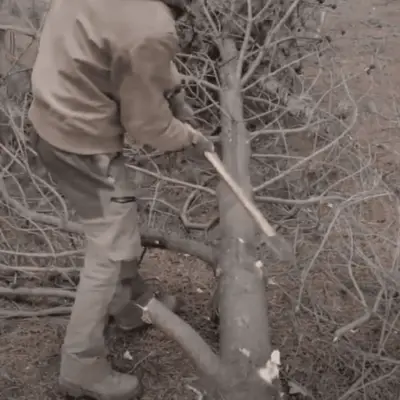 How to Fell a Tree in the Direction You Want 12 limbing-a-tree-with-an-axe