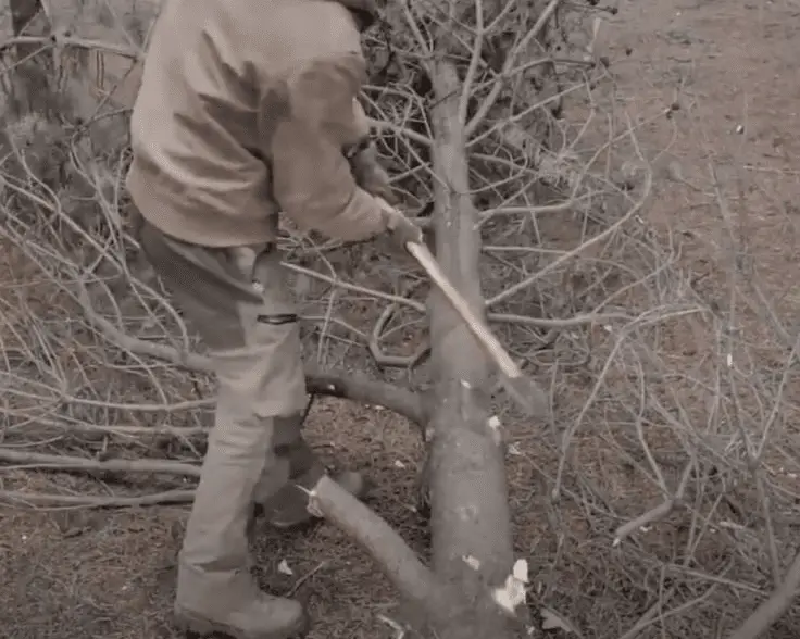 limbing a tree with an axe