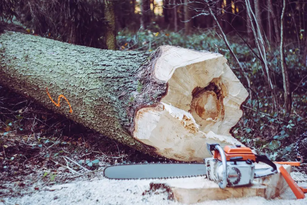 what is a chainsaw. felling a tree with a chainsaw