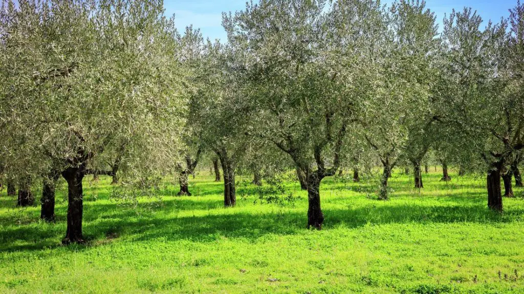 olive trees in an orchard