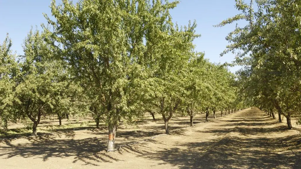 almond trees in a row in an orchard